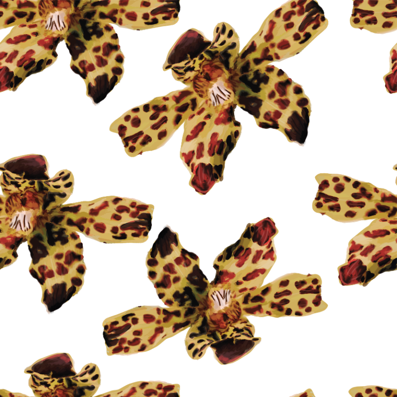 Tiger Orchid Part I